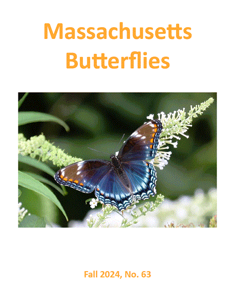 Cover of Fall 2024 Issue of 'Massachusetts Butterflies'