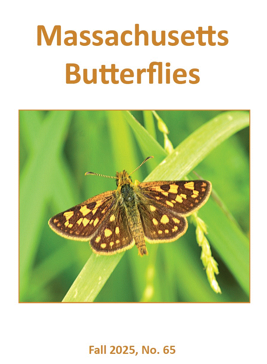 Cover of Fall 2025 Issue of 'Massachusetts Butterflies'
