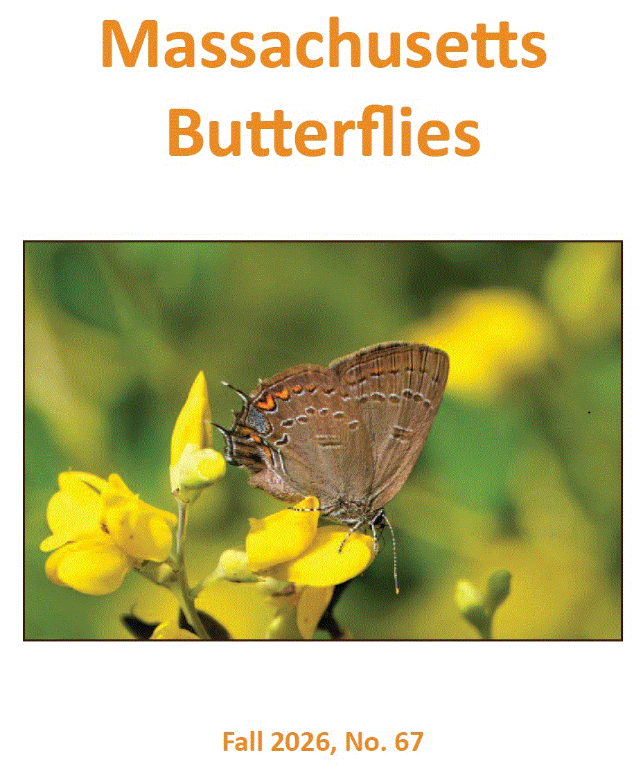Cover of Fall 2026 Issue of 'Massachusetts Butterflies'