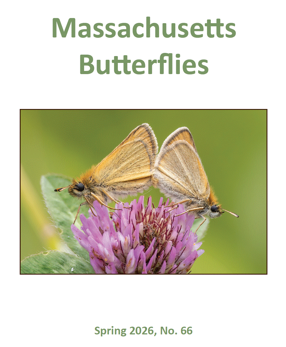 Cover of Spring 2025 Issue of 'Massachusetts Butterflies'