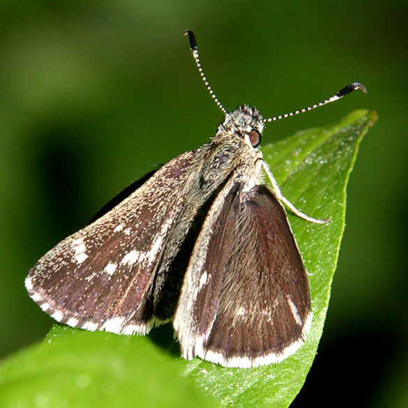 Pepper-and-salt Skipper