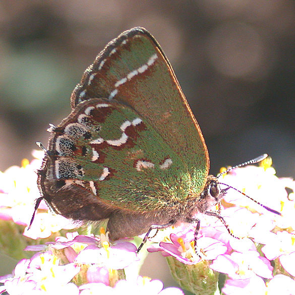 Juniper Hairstreak
