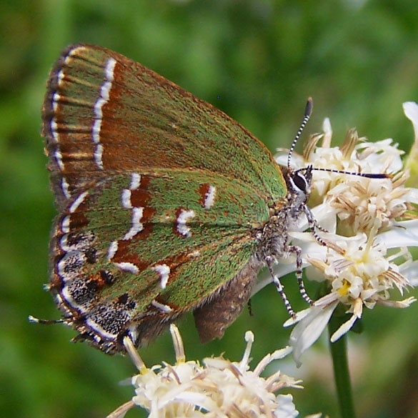 Juniper Hairstreak