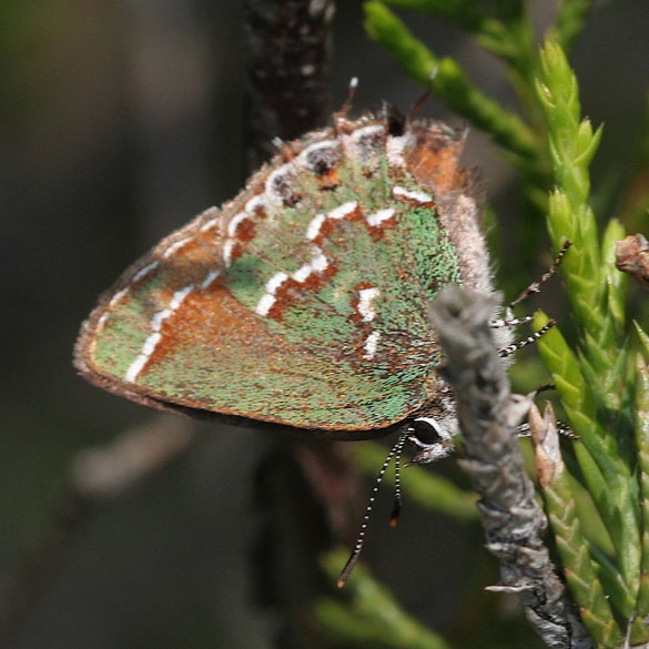 Juniper Hairstreak