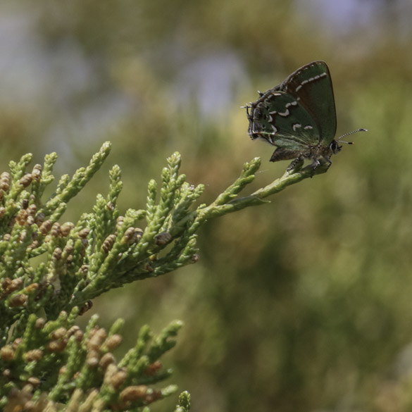 Juniper Hairstreak