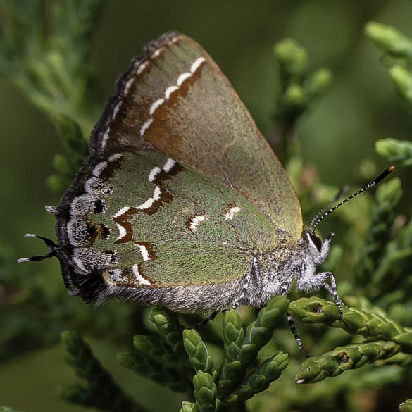 Juniper Hairstreak