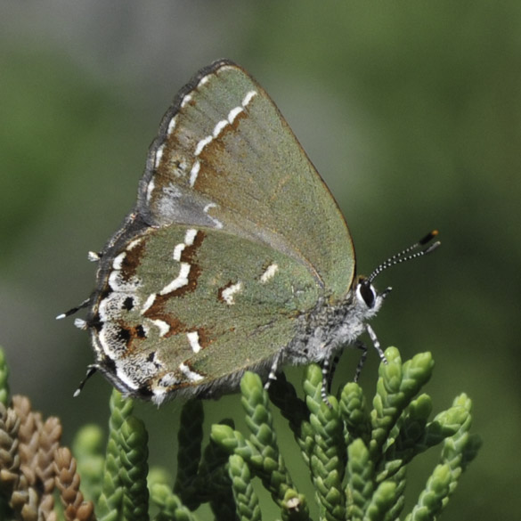 Juniper Hairstreak