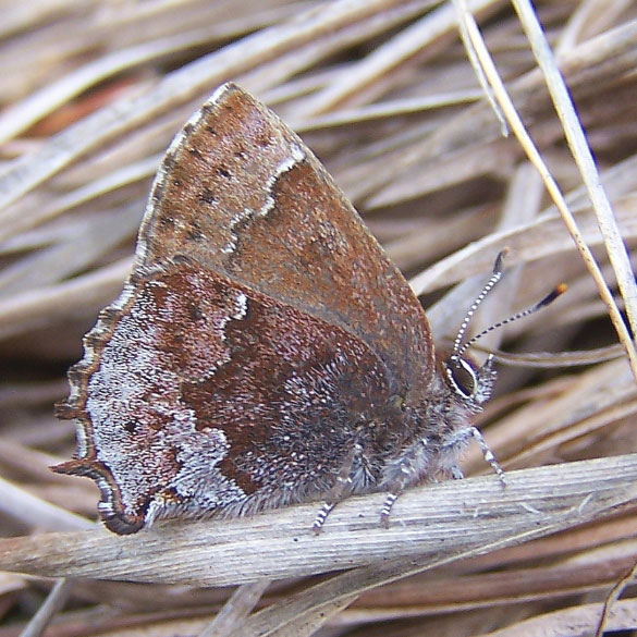 Frosted Elfin