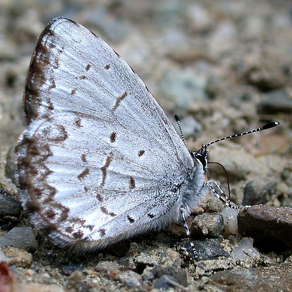 Spring Azure