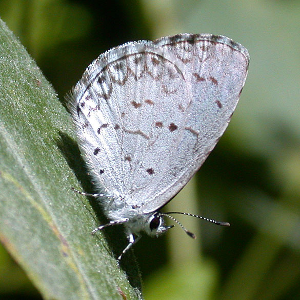 Spring Azure