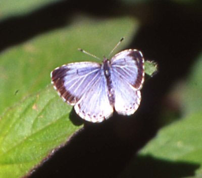 Spring Azure