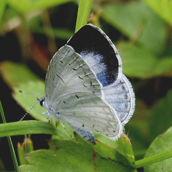 Spring Azure
