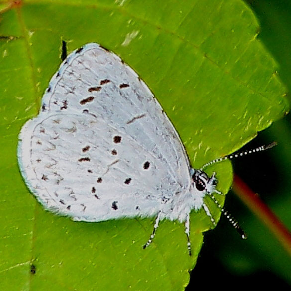 Spring Azure