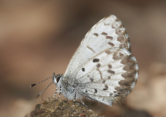 Spring Azure