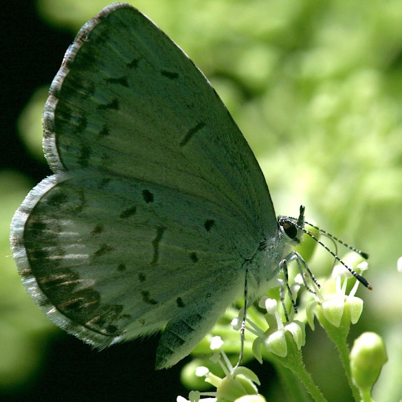 Spring Azure