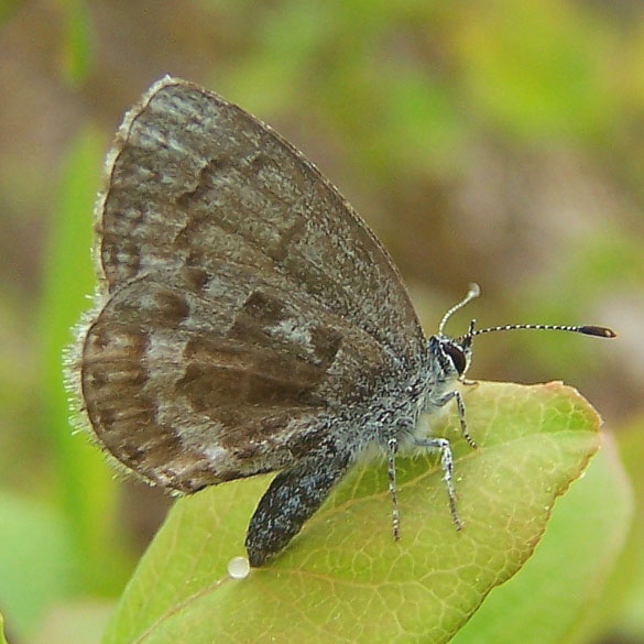 Spring Azure