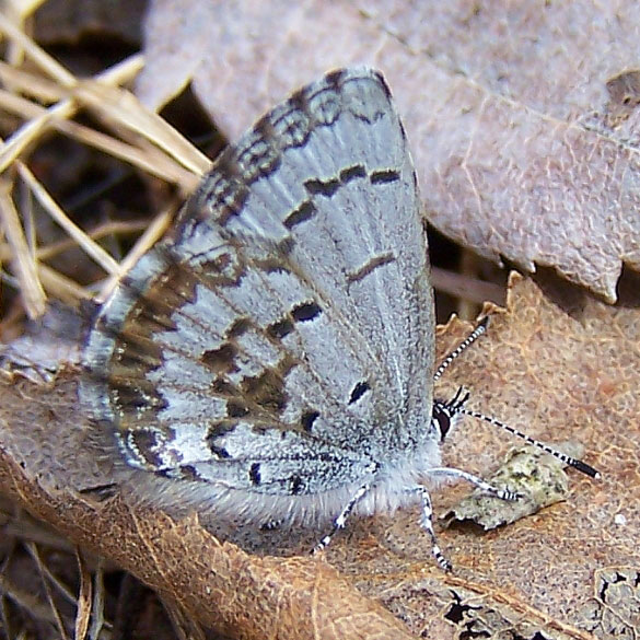 Spring Azure