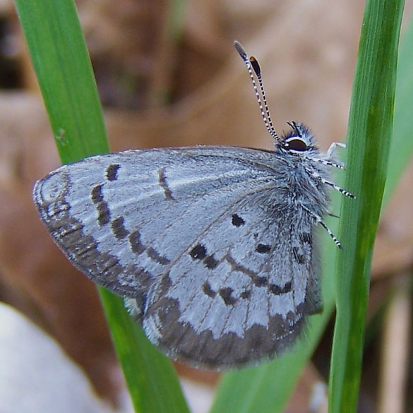 Spring Azure