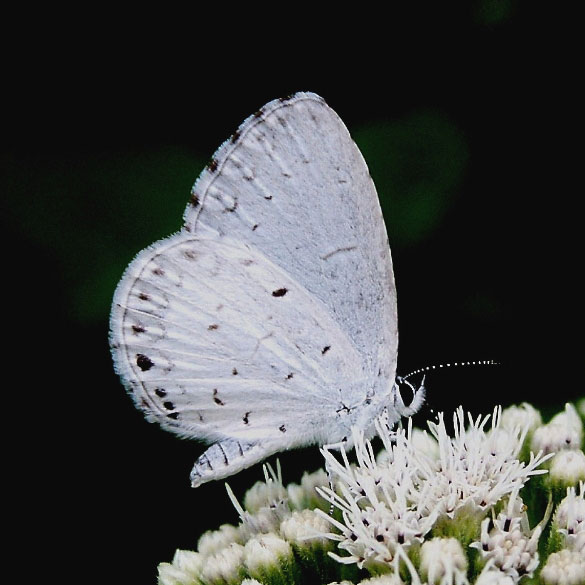 Spring Azure