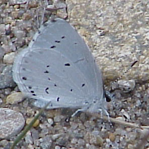 Spring Azure