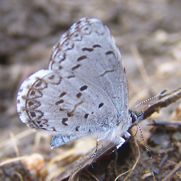 Spring Azure