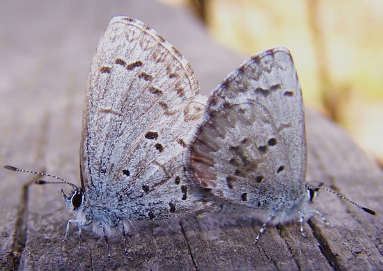 Spring Azure