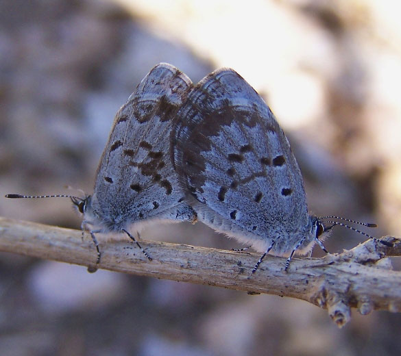 Spring Azure