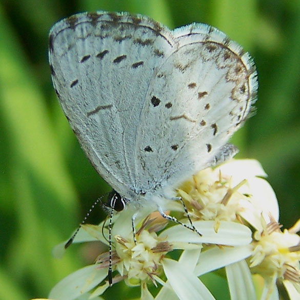Spring Azure