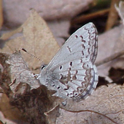 Spring Azure