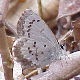 Spring Azure