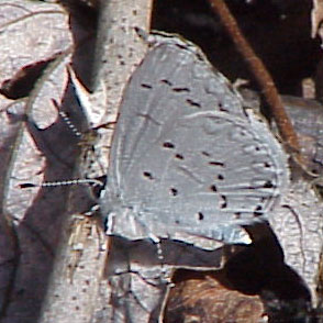 Spring Azure