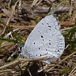 Spring Azure