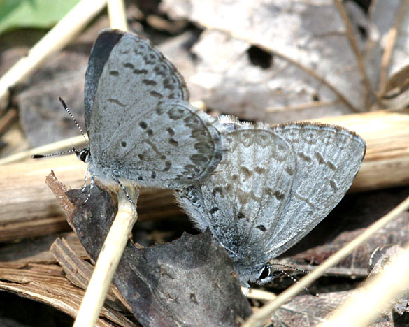 Spring Azure