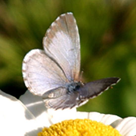 Spring Azure