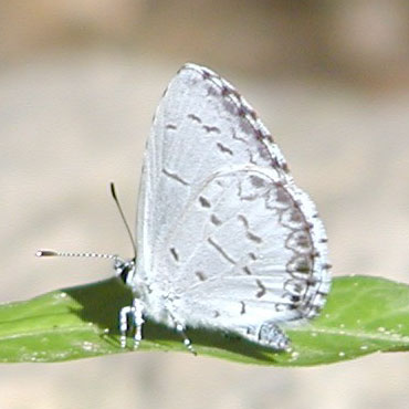 Spring Azure