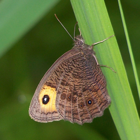 Common Wood Nymph