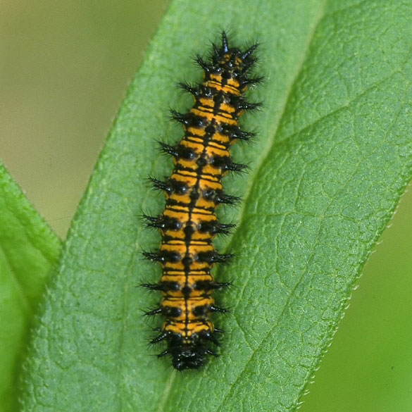 Harris' Checkerspot