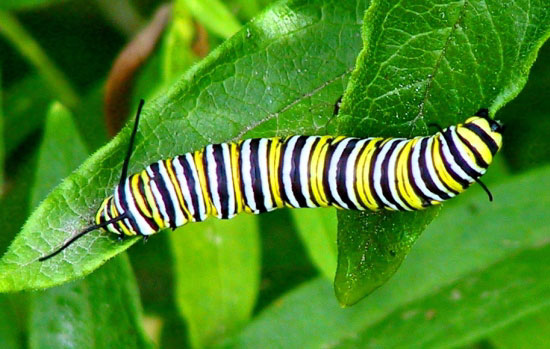 Monarch