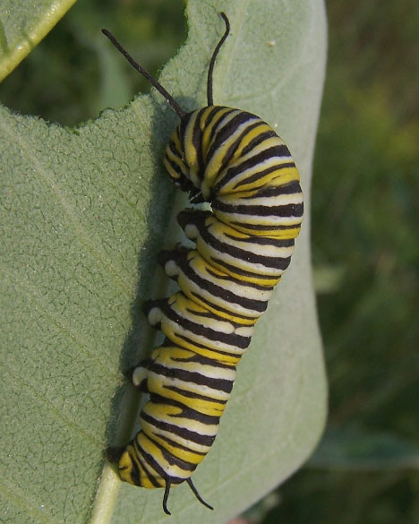 Monarch