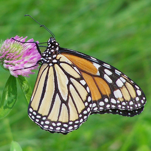 Monarch
