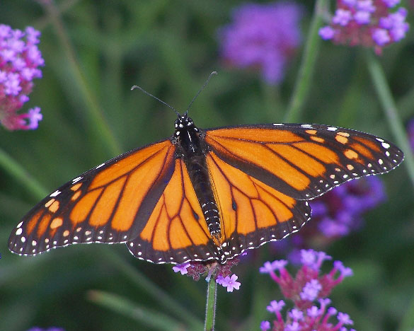 Monarch