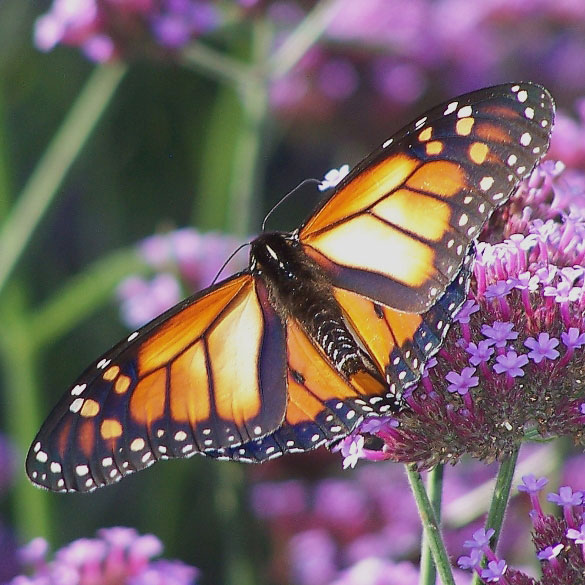Monarch