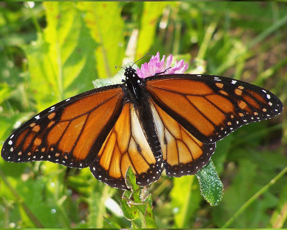 Monarch
