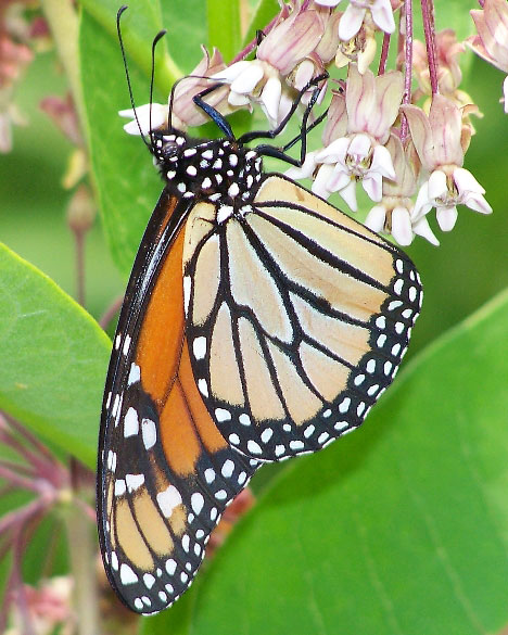 Monarch