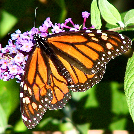 Monarch