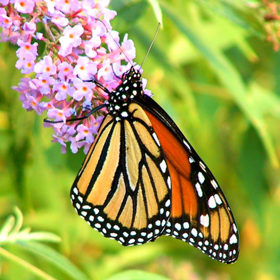 Monarch