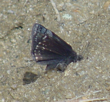 Sleepy Duskywing