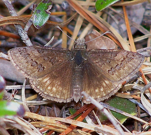 Sleepy Duskywing
