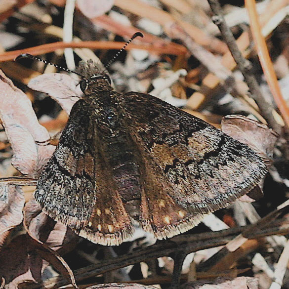Sleepy Duskywing