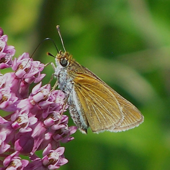 Two-spotted Skipper
